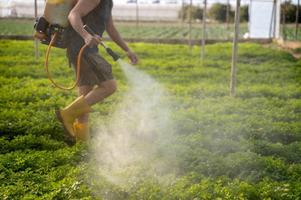 Best Insect Control  in Hilbert, WI