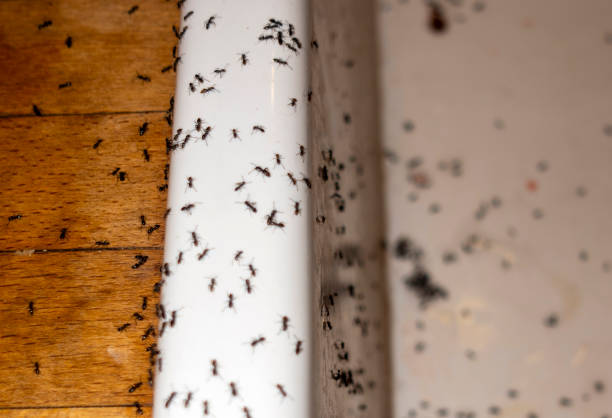 Best Commercial Pest Control Services  in Hilbert, WI