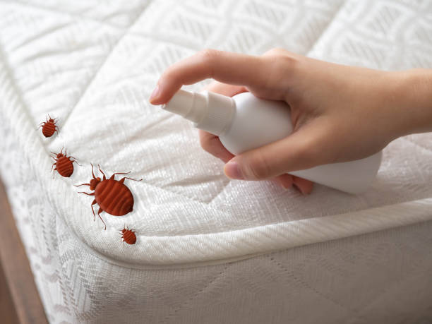 Best Flea Control Services  in Hilbert, WI