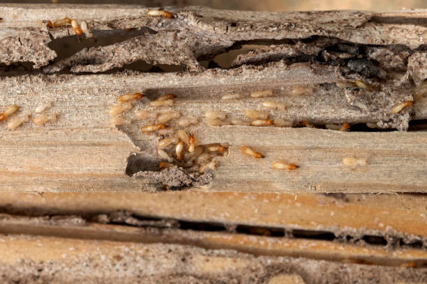 Best Affordable Pest Control Services  in Hilbert, WI