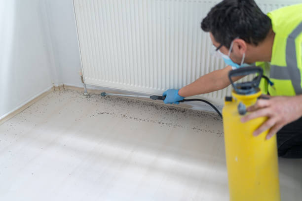 Wasp Removal Services in Hilbert, WI